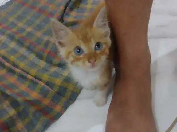 Gato raça SRD idade Abaixo de 2 meses nome Sem nome