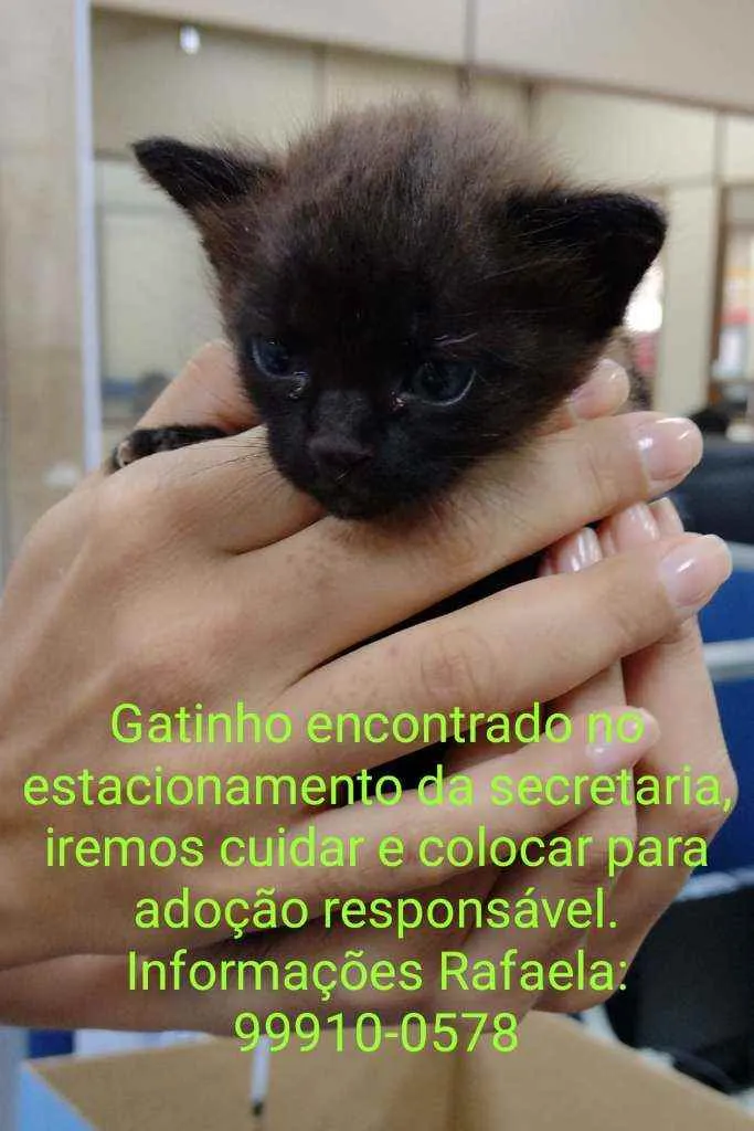 Gato ra a SRD idade Abaixo de 2 meses nome Neguinho