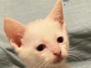 Gato raça Frajola idade Abaixo de 2 meses nome Milk