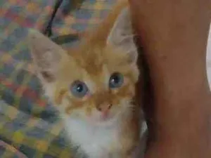 Gato raça SRD idade Abaixo de 2 meses nome Sem nome