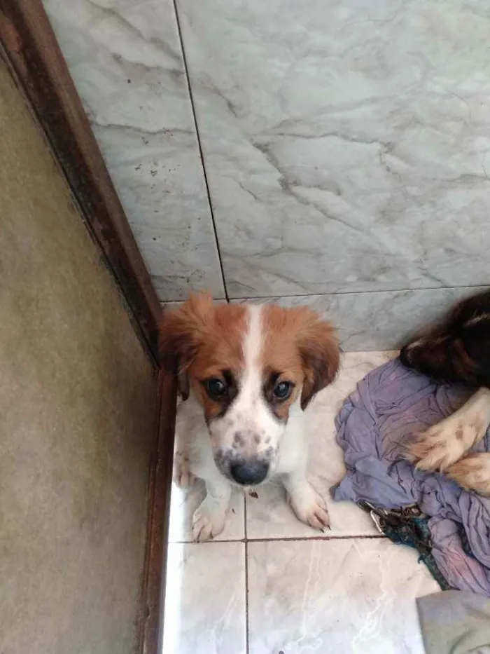 Cachorro ra a SRD idade 2 a 6 meses nome Pérola e sempre viva