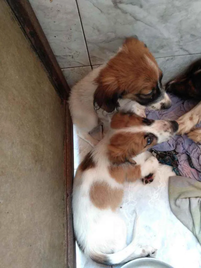 Cachorro ra a SRD idade 2 a 6 meses nome Pérola e sempre viva