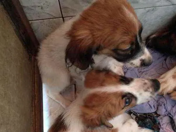 Cachorro ra a SRD idade 2 a 6 meses nome Pérola e sempre viva