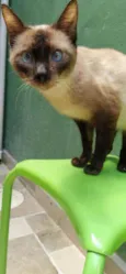 Salaminho