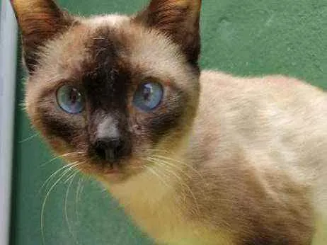 Gato ra a Srd idade 2 anos nome Salaminho