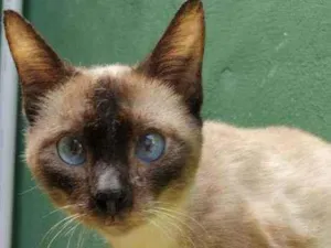 Gato raça Srd idade 2 anos nome Salaminho