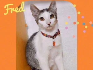 Gato raça SRD  idade 2 a 6 meses nome Fred