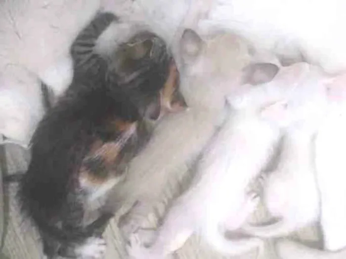 Gato ra a Sem raça idade Abaixo de 2 meses nome Sem nome