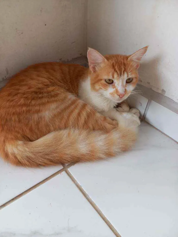 Gato ra a Gato idade 7 a 11 meses nome Garfield, nina e bra