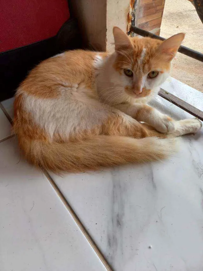 Gato ra a Gato idade 7 a 11 meses nome Garfield, nina e bra