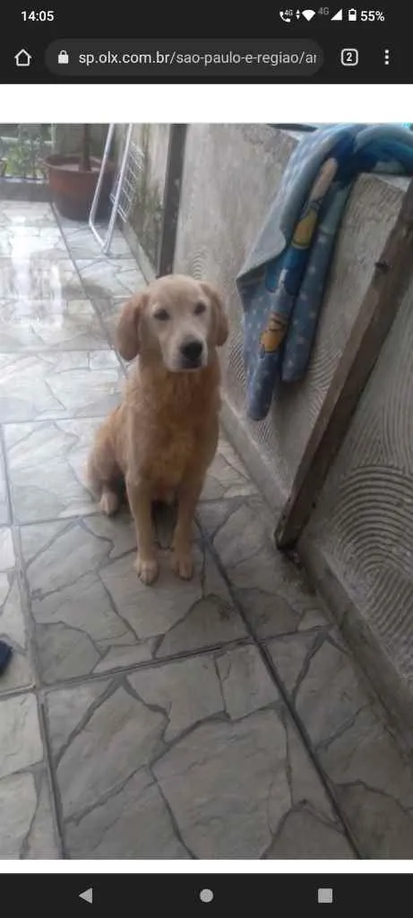 Cachorro ra a Golden retriver idade 3 anos nome Jade