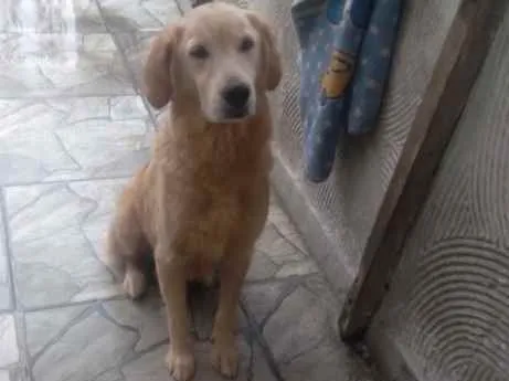 Cachorro ra a Golden retriver idade 3 anos nome Jade