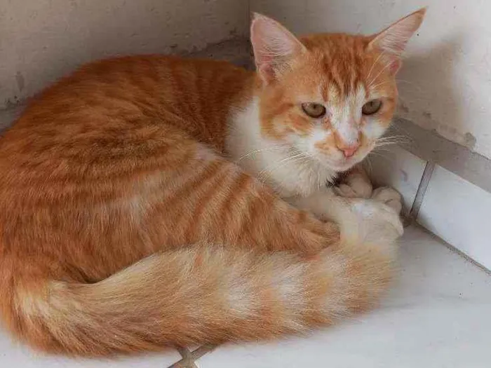 Gato ra a Gato idade 7 a 11 meses nome Garfield, nina e bra