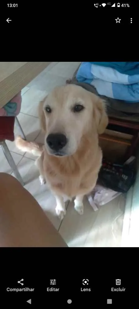 Cachorro ra a Golden retriver idade 3 anos nome Jade