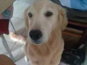 Cachorro raça Golden retriver idade 3 anos nome Jade