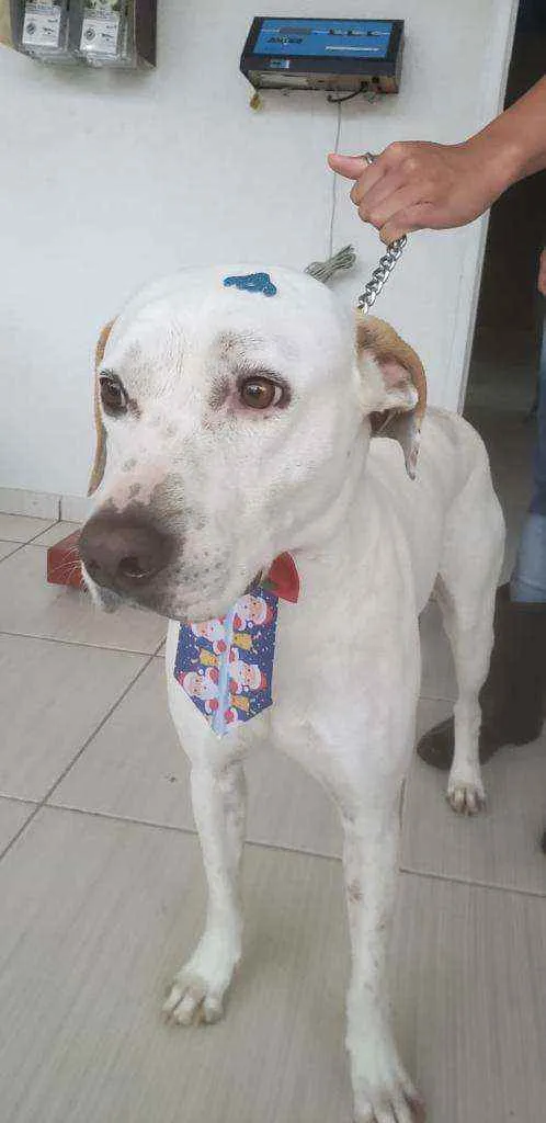 Cachorro ra a Mestiço de Dálmata idade 3 anos nome Thor