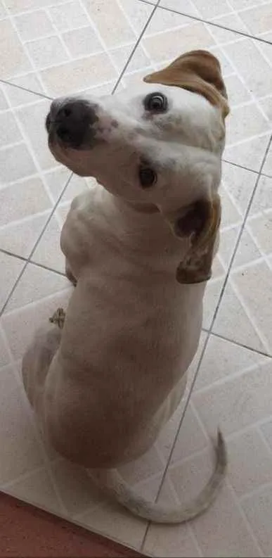 Cachorro ra a Mestiço de Dálmata idade 3 anos nome Thor