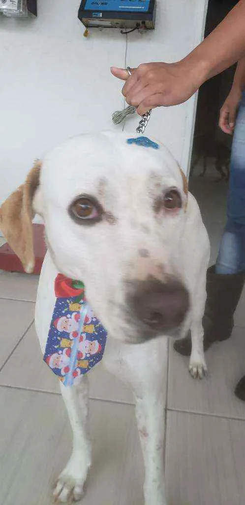 Cachorro ra a Mestiço de Dálmata idade 3 anos nome Thor