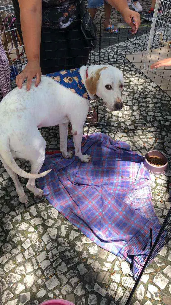 Cachorro ra a Mestiço de Dálmata idade 3 anos nome Thor