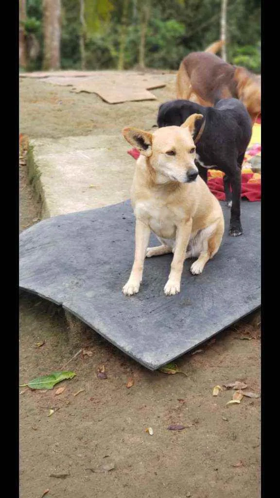 Cachorro ra a SRD idade 6 ou mais anos nome Pudim