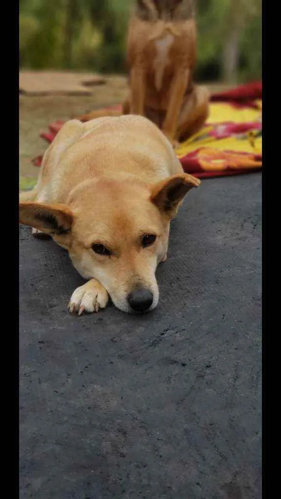 Cachorro ra a SRD idade 6 ou mais anos nome Pudim