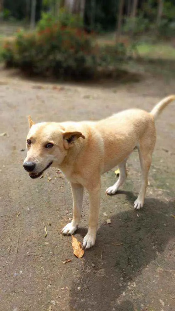 Cachorro ra a SRD idade 6 ou mais anos nome Pudim