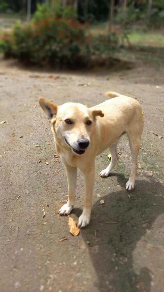 Cachorro ra a SRD idade 6 ou mais anos nome Pudim