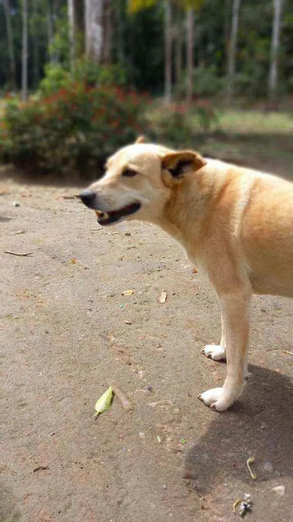 Cachorro ra a SRD idade 6 ou mais anos nome Pudim