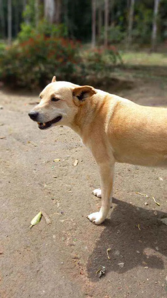 Cachorro ra a SRD idade 6 ou mais anos nome Pudim