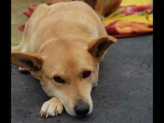 Cachorro ra a SRD idade 6 ou mais anos nome Pudim