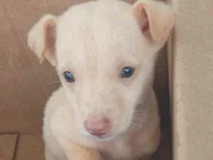 Cachorro raça  idade Abaixo de 2 meses nome Breno Bebezinho 