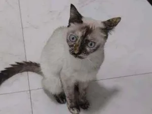 Gato raça Siamês idade 4 anos nome Pipoca