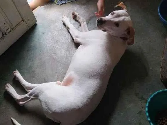 Cachorro ra a Mestiço de Dálmata idade 3 anos nome Thor