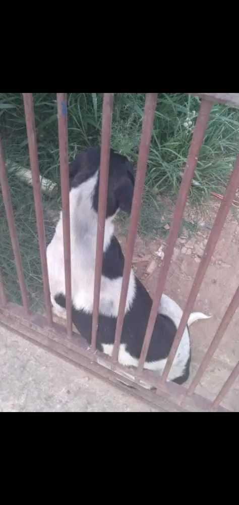 Cachorro ra a  idade 4 anos nome branca e preta 