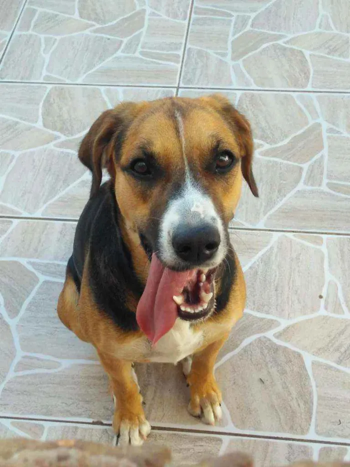 Cachorro ra a NÃO DEFINIDA idade 4 anos nome AMORA