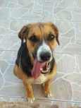 AMORA