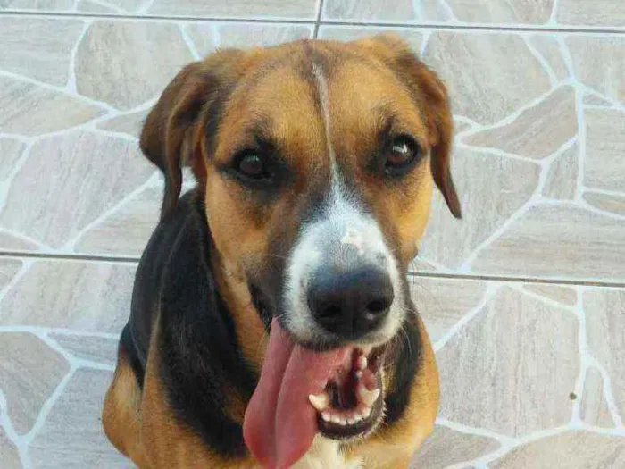 Cachorro ra a NÃO DEFINIDA idade 4 anos nome AMORA