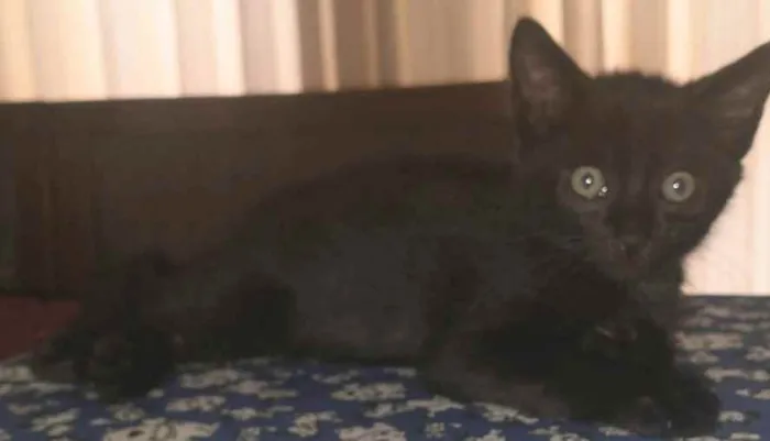 Gato ra a SRD idade 2 a 6 meses nome CHUVISCO