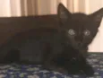 CHUVISCO