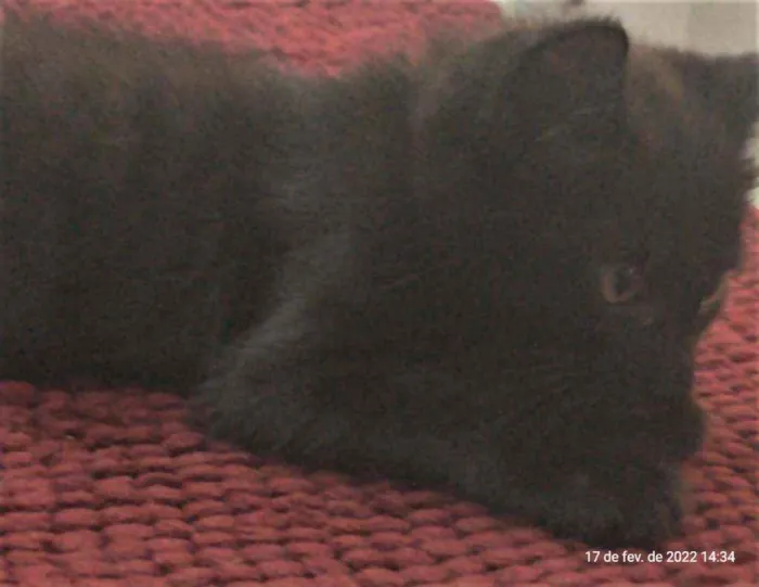 Gato ra a SRD idade 2 a 6 meses nome CHUVISCO