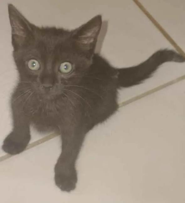 Gato ra a SRD idade 2 a 6 meses nome CHUVISCO