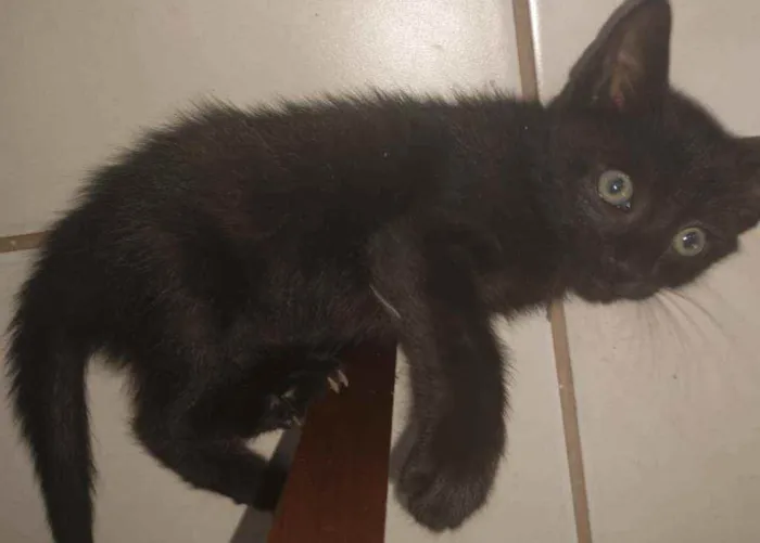 Gato ra a SRD idade 2 a 6 meses nome CHUVISCO