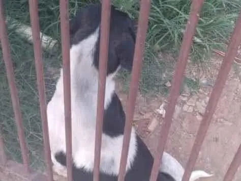 Cachorro ra a  idade 4 anos nome branca e preta 