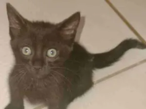 Gato raça SRD idade 2 a 6 meses nome CHUVISCO