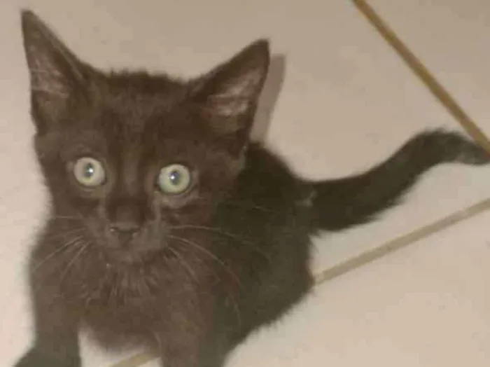 Gato ra a SRD idade 2 a 6 meses nome CHUVISCO