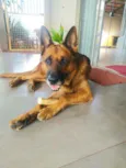 Thor