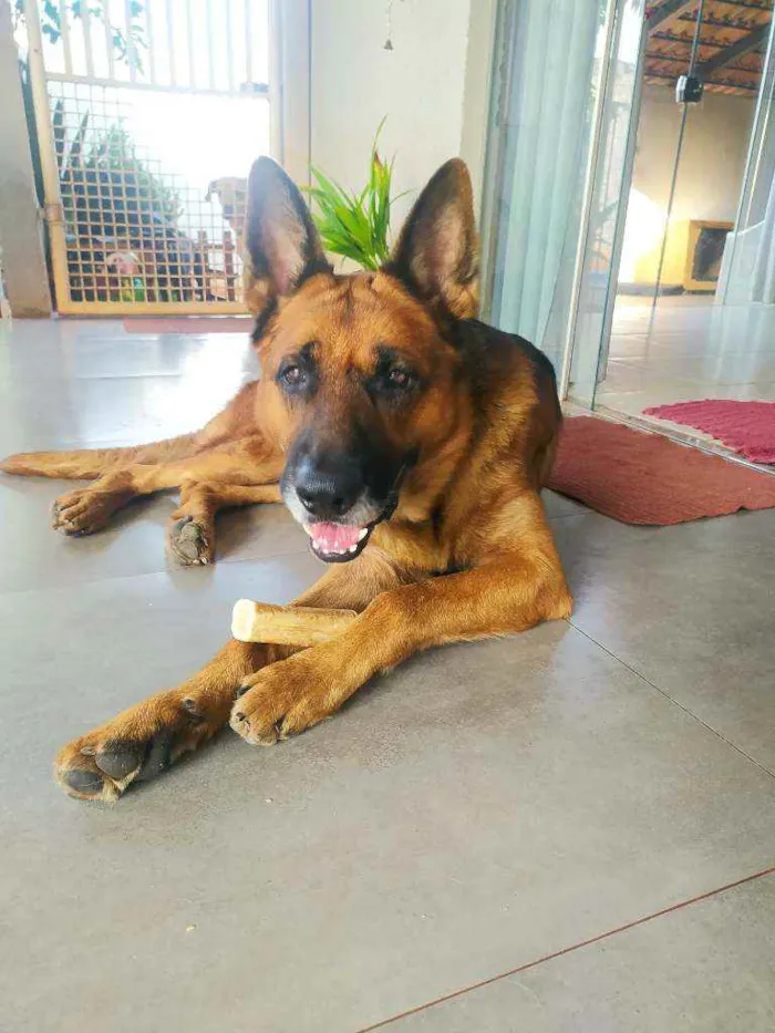 Cachorro ra a Pastor Alemão idade 6 ou mais anos nome Thor