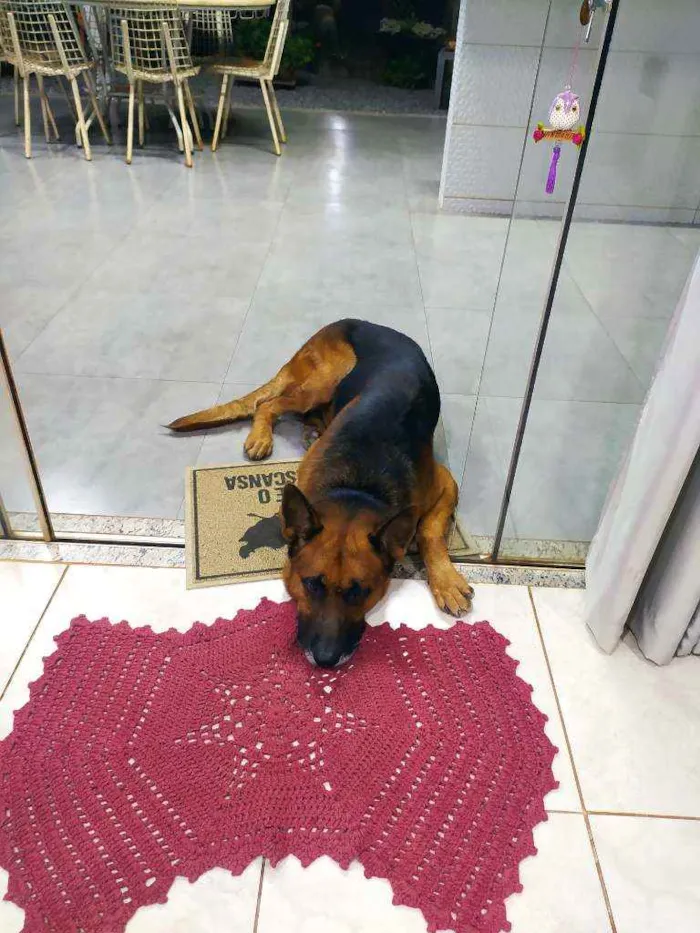 Cachorro ra a Pastor Alemão idade 6 ou mais anos nome Thor