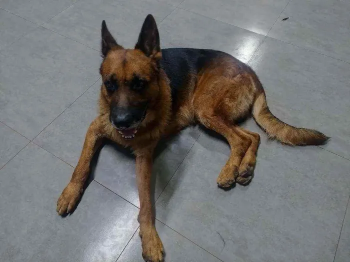 Cachorro ra a Pastor Alemão idade 6 ou mais anos nome Thor