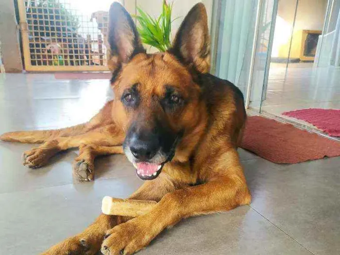 Cachorro ra a Pastor Alemão idade 6 ou mais anos nome Thor